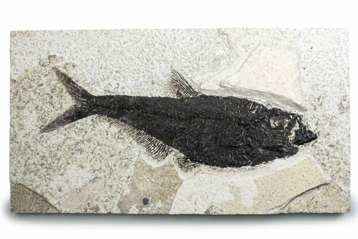 Detailed Fossil Fish (Diplomystus) - Wyoming #382834